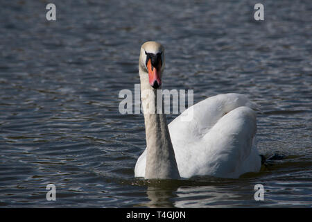 Swan scivolando su un lago Foto Stock