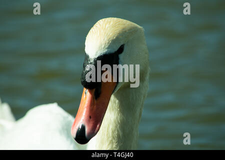 Close up di un cigno del volto Foto Stock