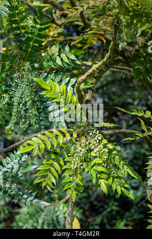 Primo piano di Mahonia x media "Charity" con bacche verdi piantate in un giardino inglese, Inghilterra, Regno Unito Foto Stock