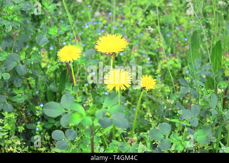 Diversi tipi di fiori in erba sulla molla: taraxacum officinalis, Dente di leone Foto Stock