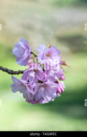Primo piano di Prunus Hoya Rawabena - fioritura di ciliegi in un giardino inglese ad aprile, Inghilterra, Regno Unito Foto Stock