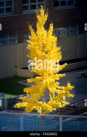Singolare tall tree in un contesto urbano sporting un incredibile cappotto di giallo fogliame caduta su una luminosa giornata autunnale, Bronx, NY, STATI UNITI D'AMERICA Foto Stock