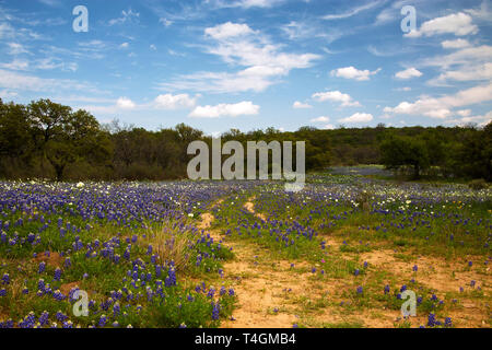 Vecchia strada attraverso un campo di fiori selvatici in Hill Country, Texas Foto Stock