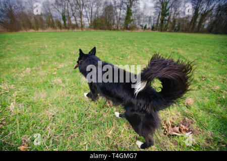 Una razza Border Collie cane senza guinzaglio in esecuzione all'aperto in natura in una giornata di sole. Gioco del cane e in esecuzione nel parco della città. Foto Stock