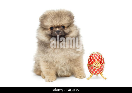 Cucciolo di Spitz e decorativo uovo di Pasqua su sfondo bianco Foto Stock