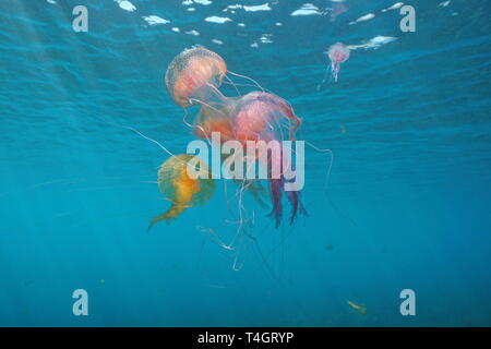Diverse le meduse sott'acqua nel mare Mediterraneo, mauve stinger Pelagia noctiluca, Spagna
