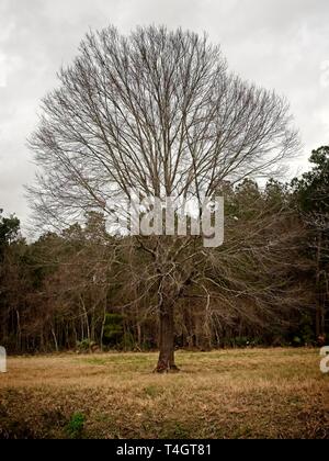 Il Woodlands TX USA - Febbraio 20, 2018 - Albero nel campo in inverno Foto Stock