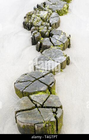 Pennelli, pali di legno nel profondo della sabbia, la protezione delle zone costiere, Wangerooge, Est Isole Frisone, il Mare del Nord, Bassa Sassonia, Germania Foto Stock