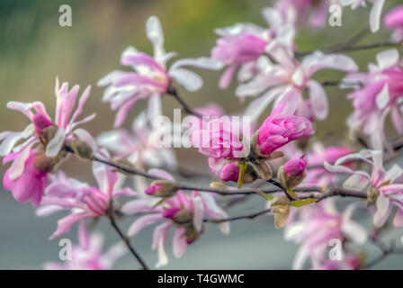 Magnolia stellata, talvolta chiamato la stella magnolia, è una lenta crescita arbusto o piccolo albero nativa per il Giappone Foto Stock