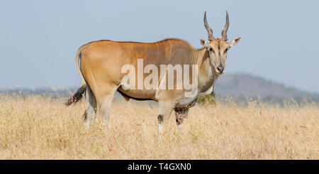 Un unico comune Eland bull alimentazione nella prateria aperta, guardando in alto, vicino vista laterale, Ol Pejeta Conservancy, Laikipia, Kenya, Africa Foto Stock