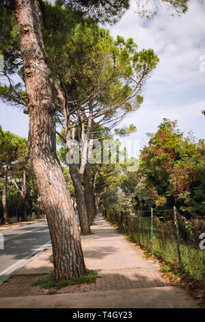 La strada con filari di alberi di pino nella bella giornata di sole. Bellissimi pini contro il cielo vicino alla strada. Immagine ravvicinata di alberi sempreverdi Foto Stock