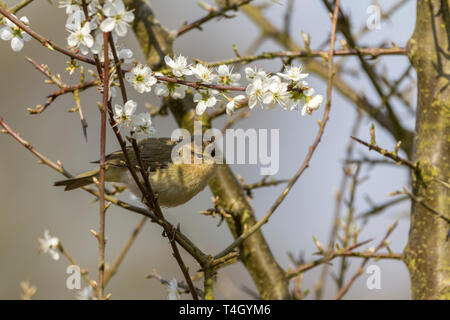 Chiffchaff (Phylloscopos collybita) in prugnolo arbusto. Insolito dispari segni scuri sul marrone pallido giallo e verde scuro piumaggio linea attraverso l'occhio. . Foto Stock