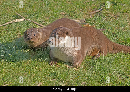 British Comunità Otter Lutra Lutral con giovani captive Foto Stock