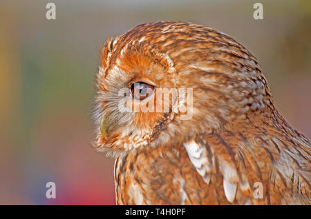 Allocco Strix aluco uccello captive di testa Foto Stock