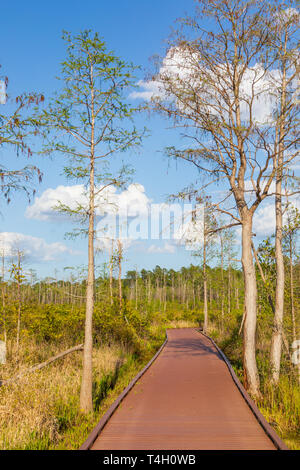 Okefenokee Swamp Folkston, GA, Stati Uniti d'America-3/30/19: un sentiero attraverso il lato orientale della Okefenokee Swamp. Foto Stock