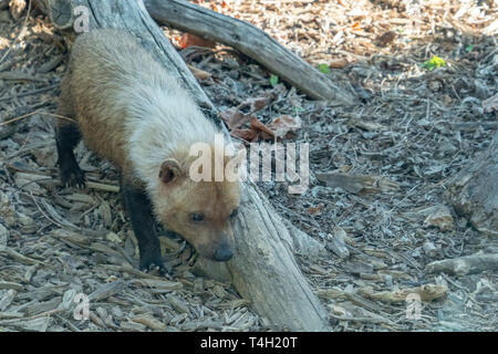 Speoto dal sud america ritratto Foto Stock