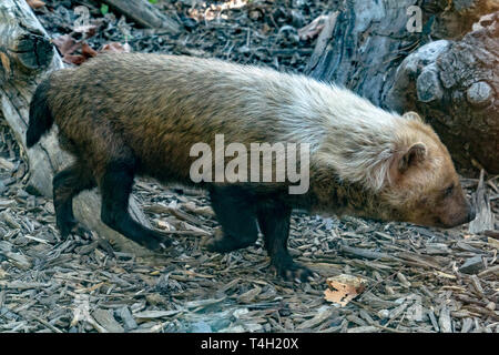 Speoto dal sud america ritratto Foto Stock