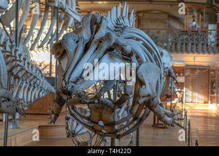 Cuvier fatturati del whale ziphius cavirostris scheletro Foto Stock