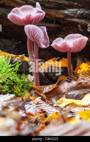 Rosy cofano (Mycena rosea). Foto Stock