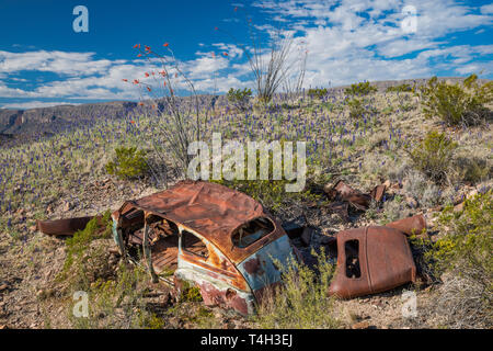 Negli anni quaranta auto rottamata abbandonati nel deserto del Chihuahuan confine, bluebonnets in Bloom, River Road, parco nazionale di Big Bend, Texas, Stati Uniti d'America Foto Stock