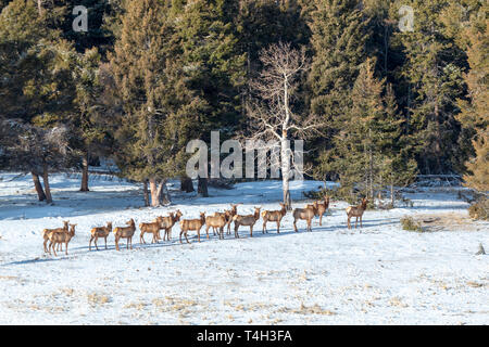 Allevamento di elk rendendo il loro modo attraverso un campo di neve alta nelle Montagne Rocciose del Colorado Foto Stock