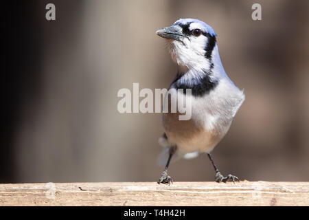 Natura fauna Uccelli Passerine House Blue Jay occhio luce di cattura Foto Stock