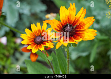 Flora colorato sfondo Coreopsis Uptick bronzo oro Fiori da Giardino Foto Stock