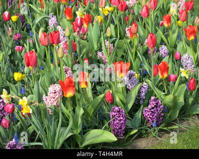 Tappeto floreale di miste di semina primaverile: tulipani, giacinti, narcisi - uno dei colorati visualizza a Keukenhof, metà aprile 2019 Foto Stock