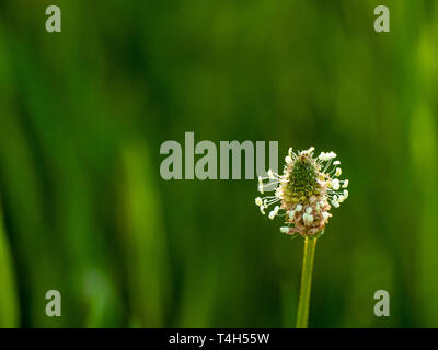 Un ribwort piantaggine (Planzago lanceolata) fiore in primavera con un sfondo bokeh di fondo Foto Stock