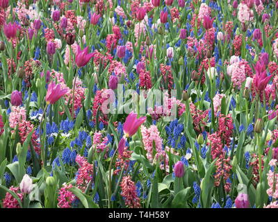 Tappeto floreale di miste di semina primaverile: rosa tulipani giacinti rosa e blu muscari- uno degli schermi colorati a Keukenhof, metà aprile 2019 Foto Stock