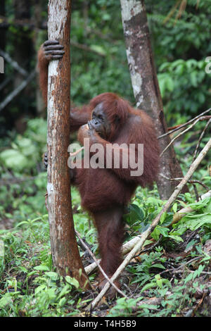 Sepilok Orangutan Centro di Riabilitazione vicino Sandakan nel nord-est di Sabah - Orang-Utan Foto Stock