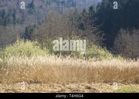 Teleobiettivo astratta colpo di una foresta in primavera con strati di erba, alberi e pini Foto Stock