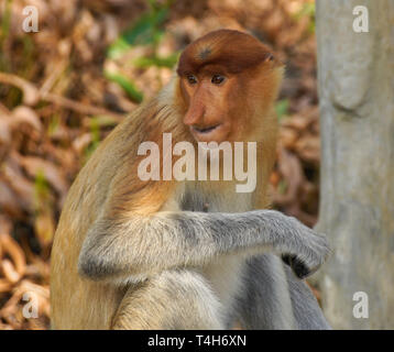 Ritratto di giovane maschio proboscide (a becco lungo) scimmia, Sabah (Borneo), Malaysia Foto Stock