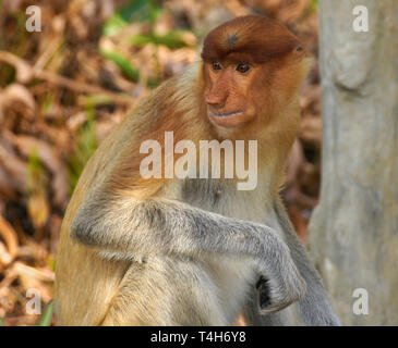 Ritratto di giovane maschio proboscide (a becco lungo) scimmia, Sabah (Borneo), Malaysia Foto Stock