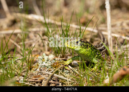 La fauna selvatica ritratto di biacco (Lacerta agilis) testa solo tra erba guardando i suoi dintorni di pericolo o preda. Preso in Poole, Dorset, Regno Unito Foto Stock