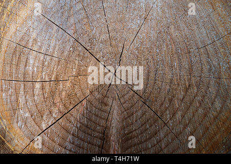 Texture di legno come sfondo con taglio rotondo all albero e gli anelli annuali. Foto Stock