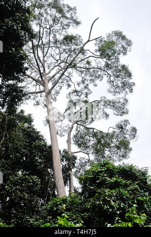 Dipterocarps in tropicale la foresta di pianura, Sabah (Borneo), Malaysia Foto Stock
