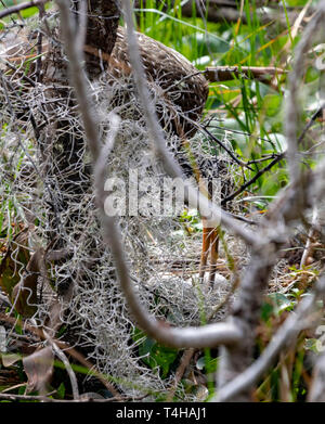 Limpkin solitaria tendendo le uova nel nido Foto Stock