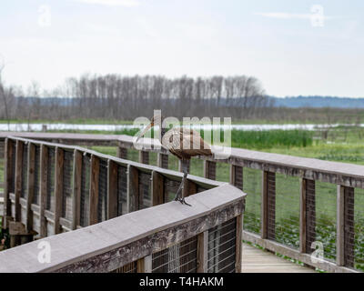 Limpkin appollaiato sulla rampa del lungomare lungo la Chua trail. Foto Stock