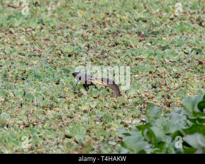 Anhinga nuota sotto l'acqua fino a che non si afferra la preda che essa porta fino fuori da sotto le piante di palude di mangiare. Foto Stock