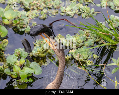 Anhinga tossing un pesce gatto in aria per ottenere una migliore presa su di esso Foto Stock