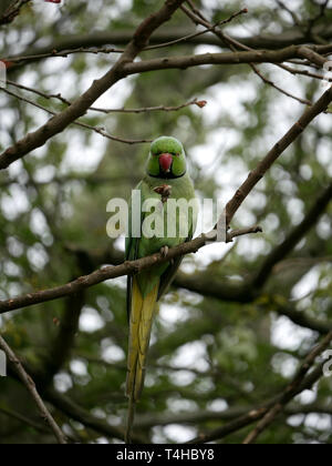 Colli Verdi parrocchetto - Psittacula krameri appollaiato su un ramo di mangiare una nocciolina in Hyde Park, London REGNO UNITO Foto Stock