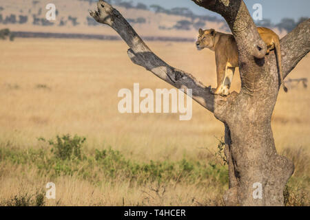 Un orgoglioso leonessa sta guardare in una struttura ad albero sulla savana nel cratere di Ngorongoro, Tanzania Foto Stock