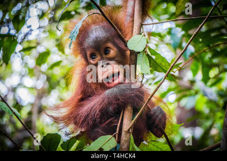 Mondo Bimbo più carini orangutan si blocca in una struttura ad albero nella giungla del Borneo con bocca aperta. Foto Stock