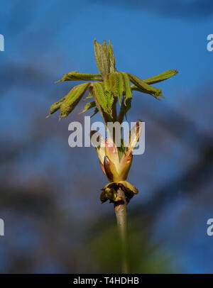 La gemma di un cavallo castagno, Aesculus hippocastanum, aprendo in sole di primavera Foto Stock