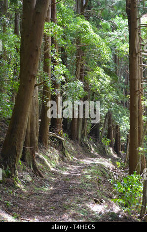 Le piantagioni di conifere di giapponese il cedro rosso mescolato con resti di foresta nativa sulle pendici del Pico Alto, Santa Maria island, arcipelago delle Azzorre Foto Stock