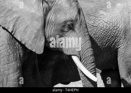 Close up di elefanti africani, fotografato in alto contrasto monocromatico a Knysna Elephant Park della Garden Route, Western Cape, Sud Africa Foto Stock