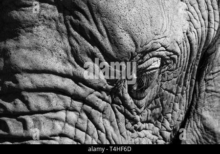 Close up di elefanti africani, fotografato in alto contrasto monocromatico a Knysna Elephant Park della Garden Route, Western Cape, Sud Africa Foto Stock