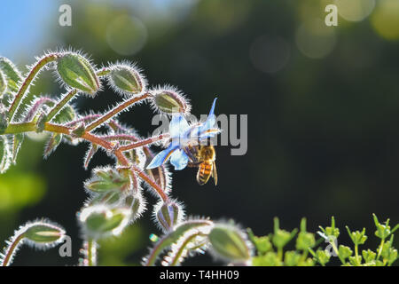 Il miele delle api raccolta di nettare da un blu fiore di borragine nella scintillante sun. Foto Stock