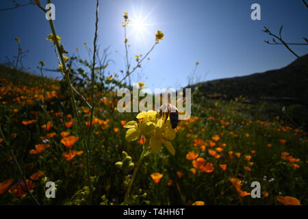 Ape su un fiore nel campo di papavero Foto Stock